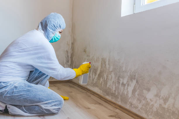 Licensed Attic Mold Removal service in Derwood, MD - WQB Mold Removal