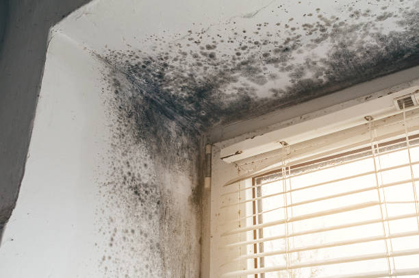 Affordable Attic Mold Removal solutions in Derwood, MD