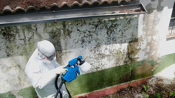 Top rated local Attic Mold Removal specialists in Derwood, MD